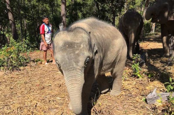 Campo de elefante: Elephant Freedom Village