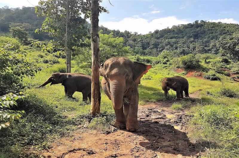 Santuarios de Elefantes en Chiang Mai
