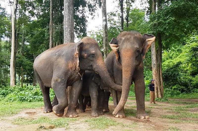 Chiang Mai Campos de Elefantes